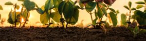 Silicato de Magnésio: Nova aposta da Polli Fertilizantes